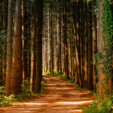 Health benefits of forest bathing
